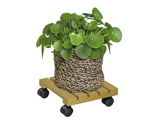 Pilea im Korb auf Pflanzenroller