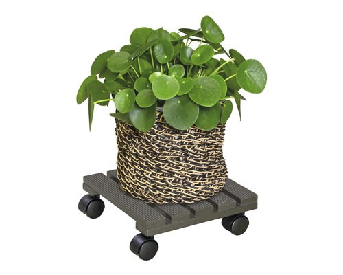 Zimmerpflanze Pilea im Korb auf einem Pflanzenroller