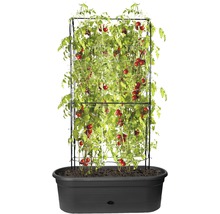 Tomatenpflanze mit Rankhilfe in Pflanzgefäß