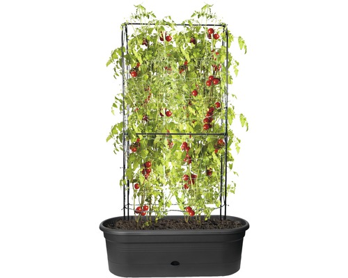 Tomatenpflanze mit Rankhilfe in Pflanzgefäß