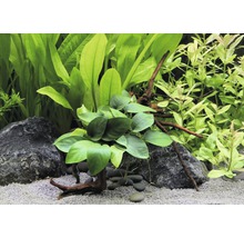 Aquariumpflanzen-Arrangement mit Steinen, Kies und Wurzelholz