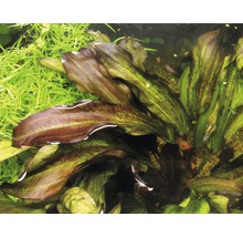 Aquarium mit Echinodorus-Pflanzen