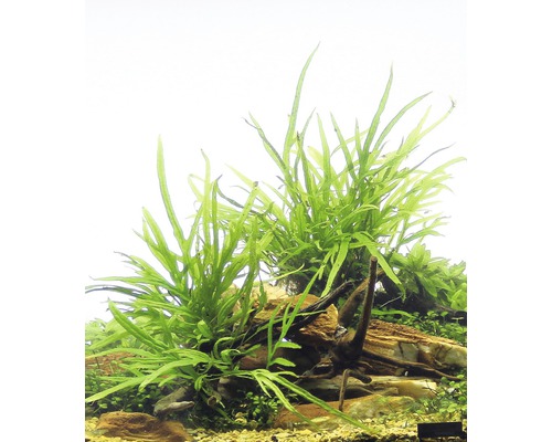 Aquariumpflanzen auf Steinen und Holz