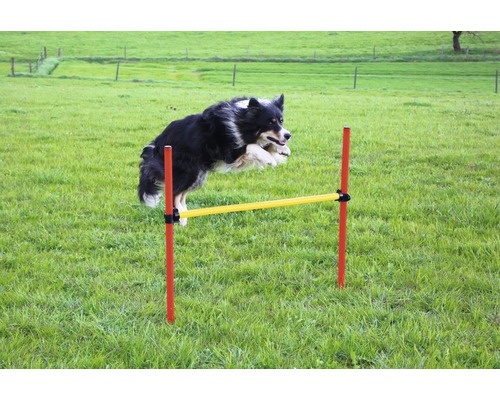 Ein Hund springt über eine Agility Hürde im Garten.