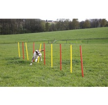 Ein Hund absolviert einen Slalomlauf mit Stangen auf einer Wiese.