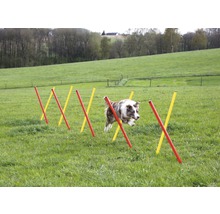 Hund springt über Agility Hürden im Garten