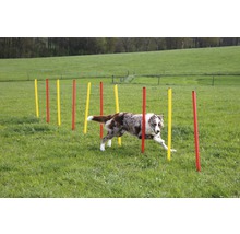 Ein Hund durchläuft einen Slalomparcours im Freien mit gelben und roten Stangen.