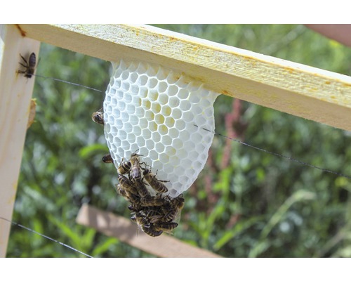 Bienenwabe mit Bienen auf Holzrahmen
