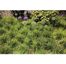 Blühender Zierlauch im Gartenbeet