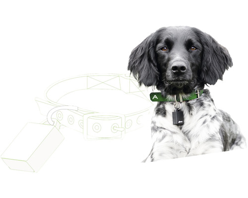 Porträt eines Hundes mit Tracker-Halsband