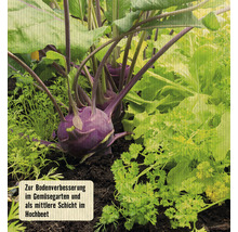 Nahaufnahme von Kohlrabi im Gartenbeet.