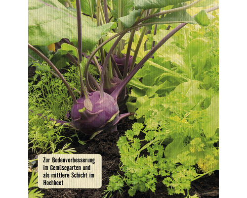 Nahaufnahme von Kohlrabi im Gartenbeet.