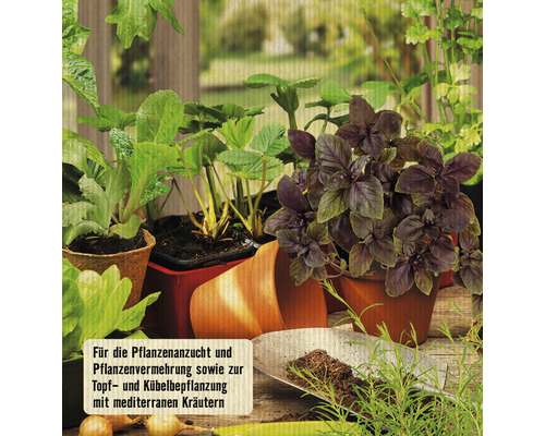 Pflanzenanzucht mit Basilikum, Salat, Erdbeeren und Kräutern für Topf- und Kübelbepflanzung.