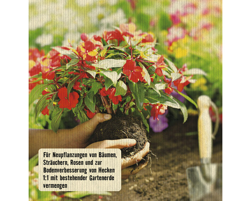 Hände halten eine Pflanze mit roten Blüten und grünen Blättern.