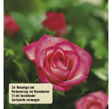Rose für die Neuanlage und Verbesserung von Rosenbeeten.