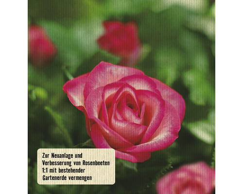 Rose für die Neuanlage und Verbesserung von Rosenbeeten.
