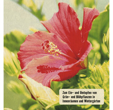Hibiskusblüte zum Ein- und Umtopfen von Grün- und Blühpflanzen in Innenräumen und Wintergärten