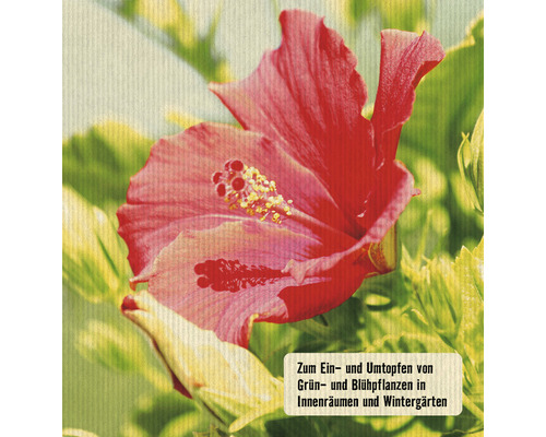 Hibiskusblüte zum Ein- und Umtopfen von Grün- und Blühpflanzen in Innenräumen und Wintergärten