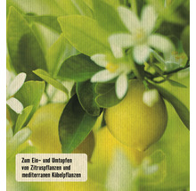 Abbildung von Zitruspflanzen mit Blättern und Blüten.