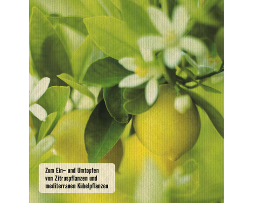 Abbildung von Zitruspflanzen mit Blättern und Blüten.