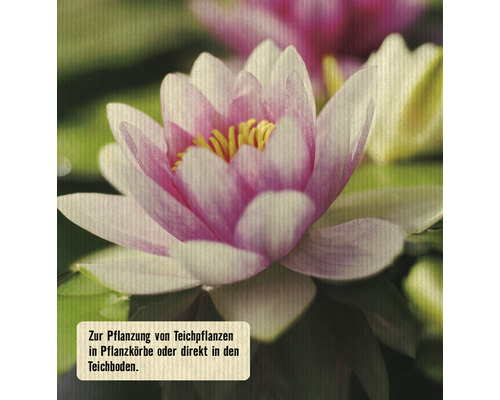 Nahaufnahme einer Seerose mit rosa und weißen Blütenblättern und gelben Staubgefäßen.