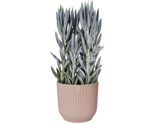 Senecio cylindricus Sukkulente im Topf