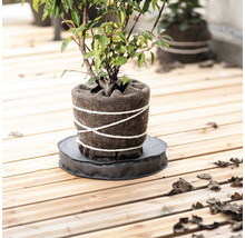 Pflanze in Filztopf mit Untersetzer auf Holzterrasse
