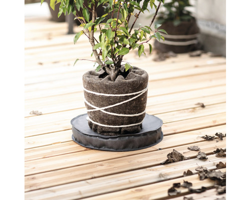 Eingepflanzte Pflanze in einem Topf auf einer runden Unterlage auf einem Holzboden