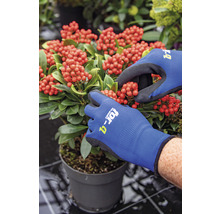 Hände mit Gartenhandschuhen schneiden eine Zimmerpflanze mit roten Beeren in einem Topf.