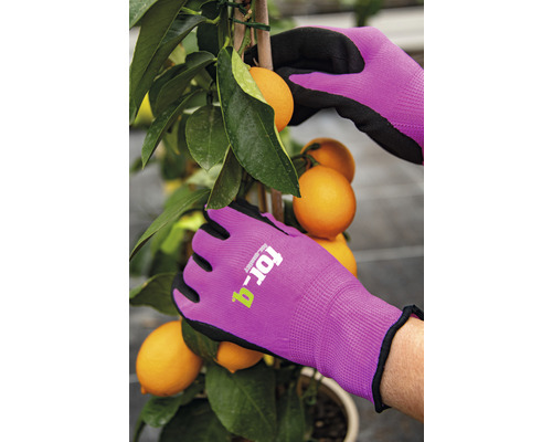 Person mit Gartenhandschuhen bei der Zitrusernte