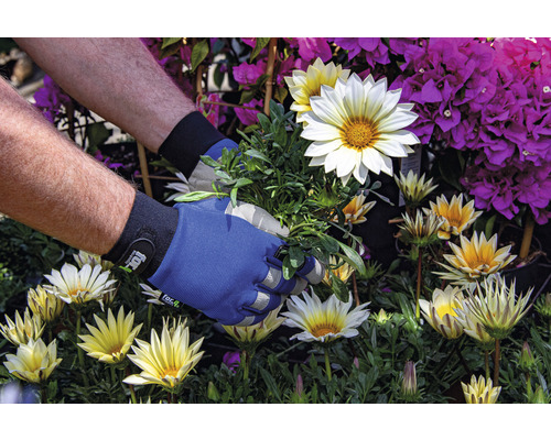 Gartenarbeit mit Gartenhandschuhen zwischen Gazanien und Bougainvillea