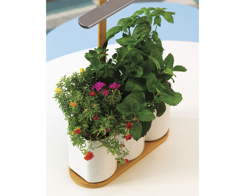 Pflanzkasten mit Kräutern und LED-Lampe