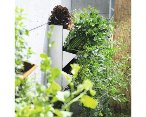 Vertikaler Garten mit Salat, Kräutern und Tomaten in Edelstahl Pflanzgefäßen an einer Betonwand.