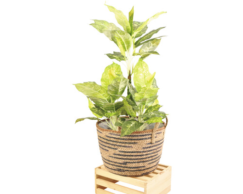 Dieffenbachie in einem Korb auf einem Holzhocker