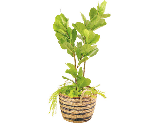 Künstlicher Ficus Lyrata im Korb für die Innendekoration