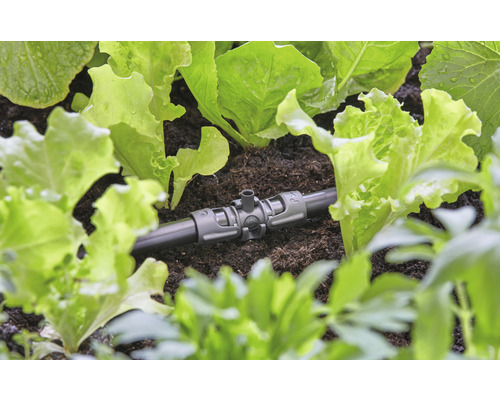 Bewässerungssystem mit Salatpflanzen im Garten