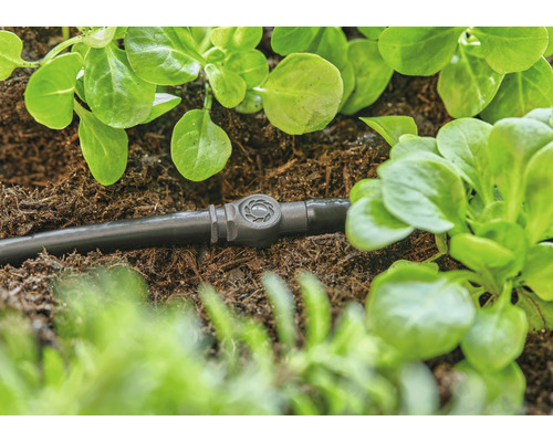 Tropfschlauch mit Regulierventil zwischen Pflanzen im Garten