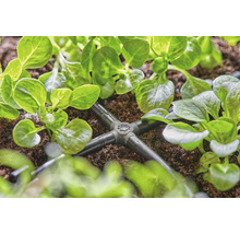 Bewässerungssystem mit Verteiler zwischen Pflanzen im Garten