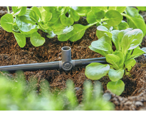 Bewässerungssystem mit Tropfrohr und Pflanzen