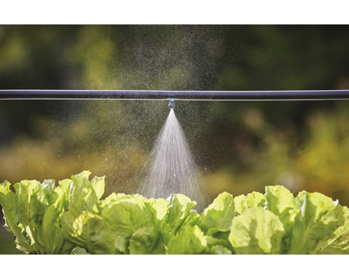 Bewässerungssystem mit Tropfschlauch und Salatpflanzen