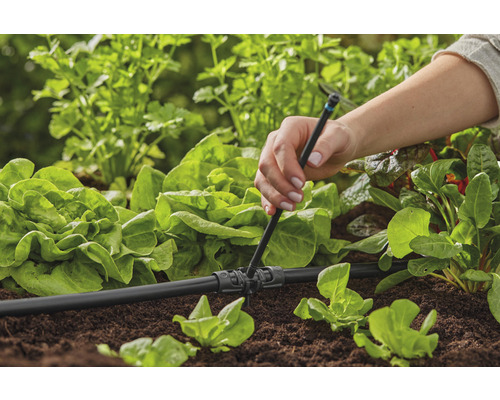 Installation eines Bewässerungssystems im Garten zur Versorgung von Salatpflanzen mit Wasser