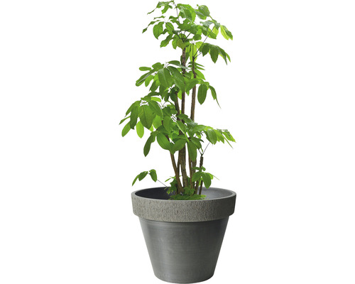 Gummibaum im Topf als Zimmerpflanze