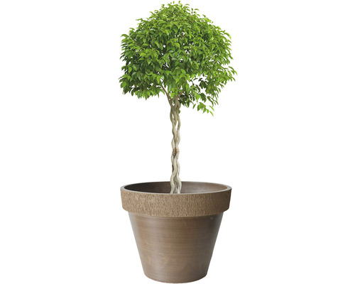 Ficus Zimmerpflanze im Topf