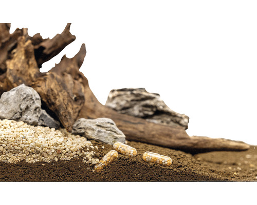 Aquarium Dekoration mit Wurzelholz, Steinen, Kies, Bodengrund und Düngekapseln
