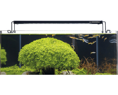 Eingerichtetes Aquarium mit Dennerle Lampe, Wasserpflanzen und Fischen