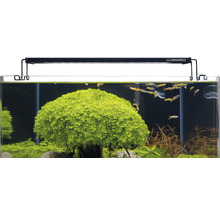 Aquarium mit Wasserpflanzen und Fischen sowie Dennerle Logo auf der Aquarienlampe