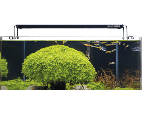Aquarium mit Wasserpflanzen und Fischen sowie Dennerle Logo auf der Aquarienlampe