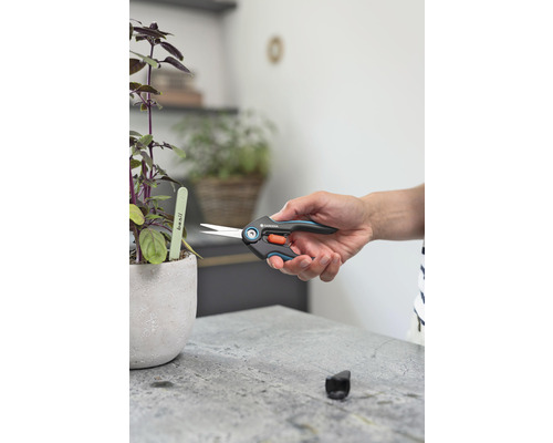 Gartenschere zum Schneiden von Basilikum in einem Topf