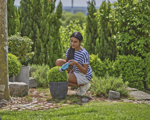 Frau beschneidet Buchsbaumkugel mit Akku-Strauchschere im Garten