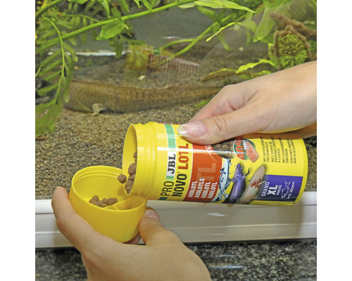 Fütterung von Axolotl im Aquarium mit JBL NovoLotl Futter